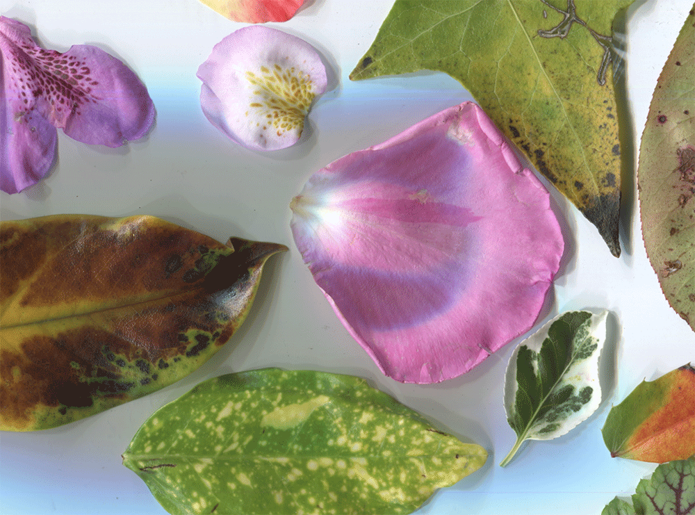 expression-animal-product-texture-based-on-plant-patterns-anjes-design