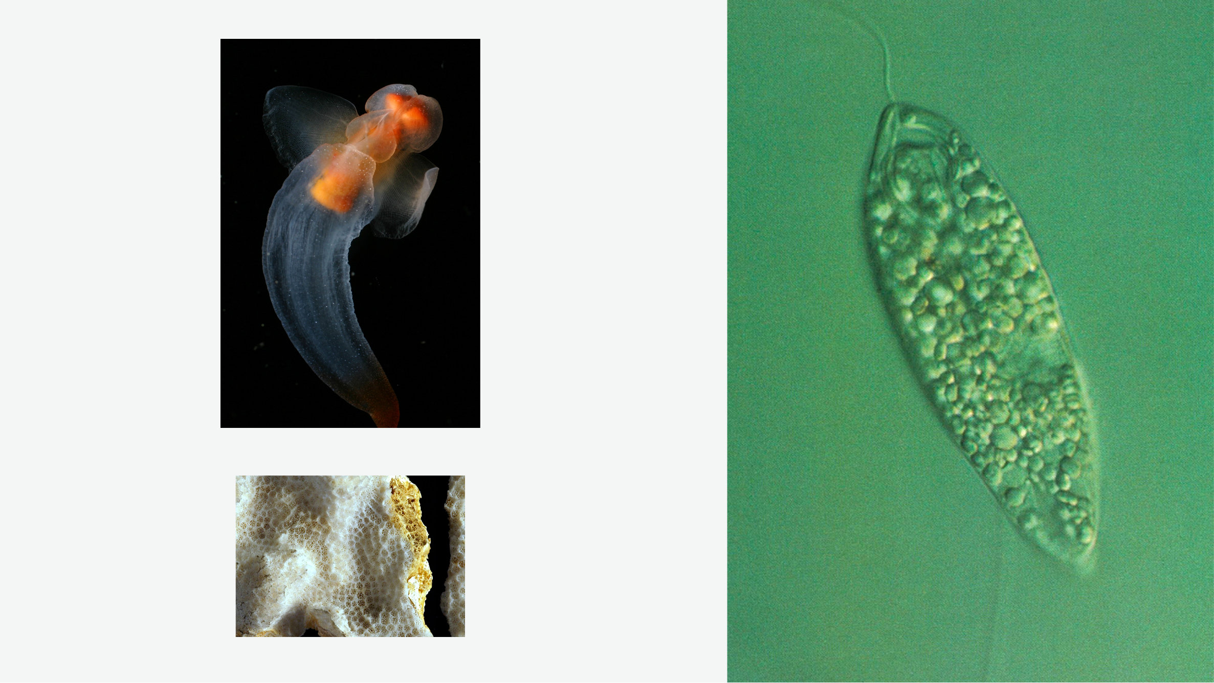 principle — flora and fauna